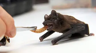 Откриха прилепи саботьори