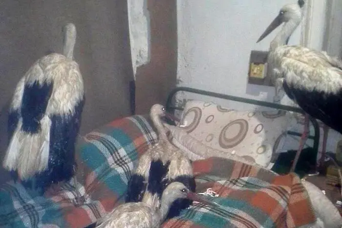 Да спасиш щъркели от измръзване (СНИМКИ)