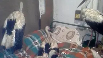 Да спасиш щъркели от измръзване (СНИМКИ)