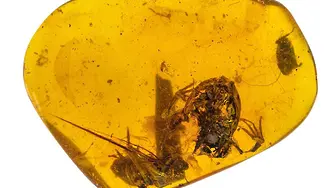 Учени откриха най-ранните известни жаби в кехлибар