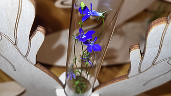 Късче природа и късче наука - в епруветка