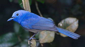 Отново всеки в Twitter може да получи чавка за 8 долара