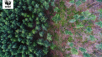 Борейки се с нелегалната сеч, WWF опазва дома на дивите животни