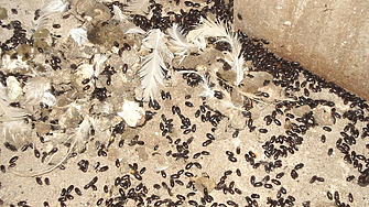 Наистина ли Еврокомисията иска да хванем рак, ядейки хитин от насекомите