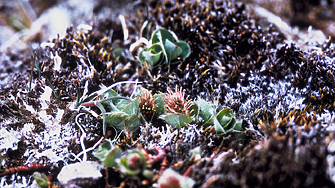 Коритата на реките в Арктика се променят - заради климатичните промени