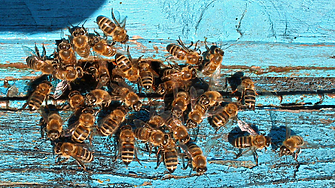 34 000 пчелни семейства са загинали за година