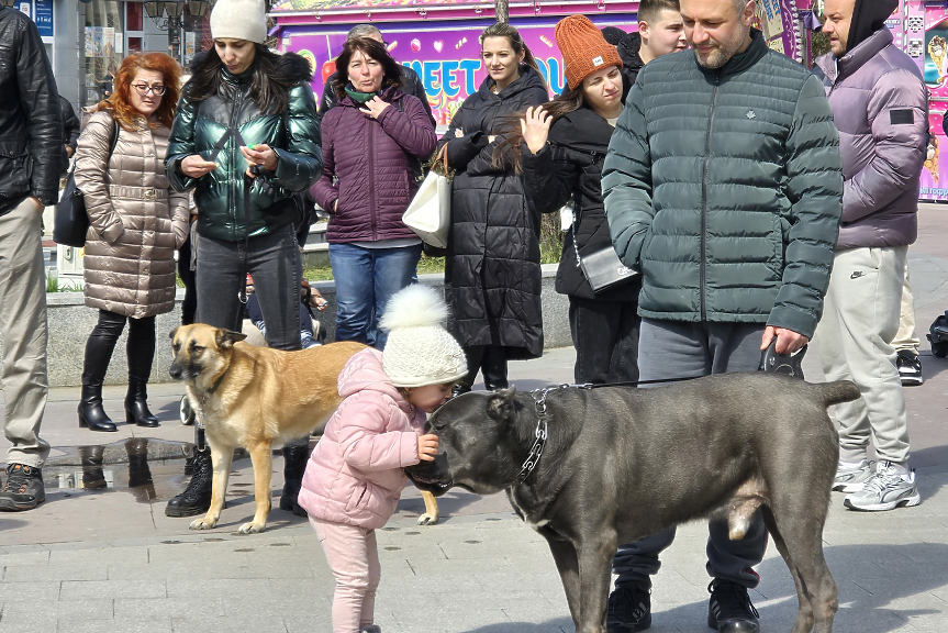 За присъди от 3 до 10 г.: правосъдният министър стартира дебат за по-строги наказания при насилие над животни