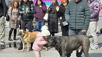 За присъди от 3 до 10 г.: правосъдният министър стартира дебат за по-строги наказания при насилие над животни