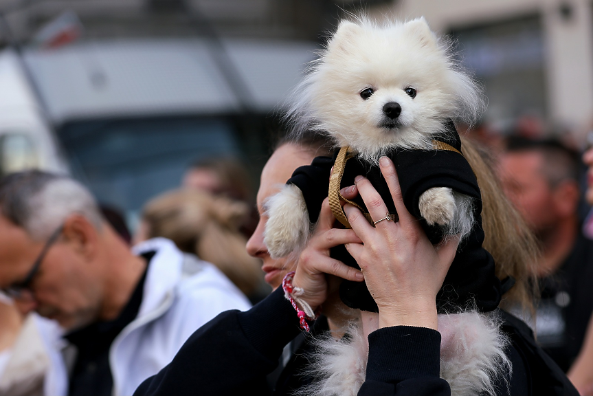 Предлагат мълниеносна промяна на присъдите за издевателства над животни