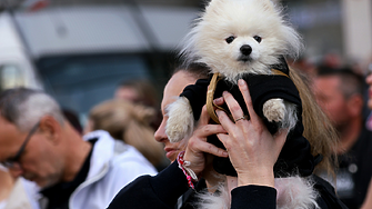 Предлагат мълниеносна промяна на присъдите за издевателства над животни