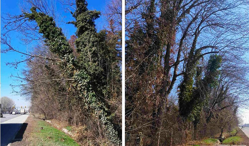 Столичната община поиска областната управа и регионалното министерство да вземат мерки за опасните дървета във 
