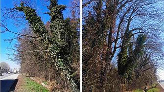 Столичната община поиска областната управа и регионалното министерство да вземат мерки за опасните дървета във 