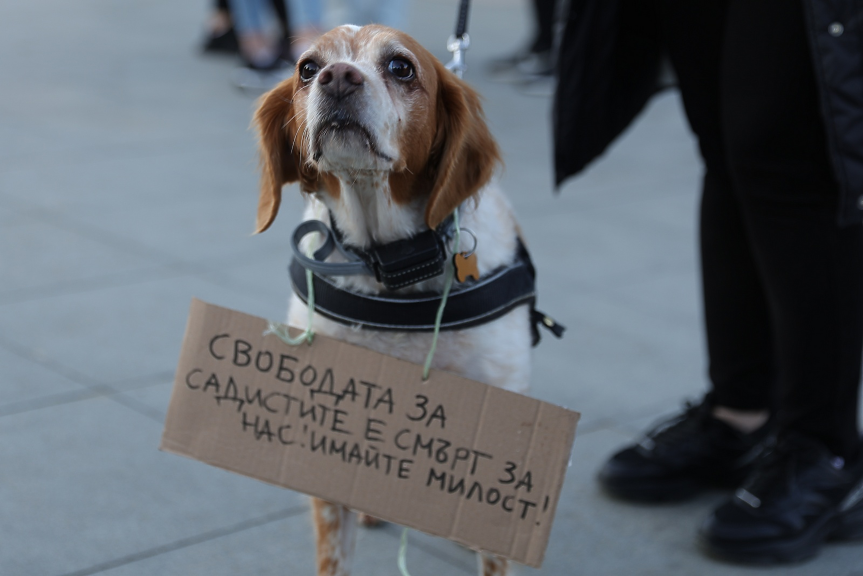 318 души са съдени за насилие над животни през последните 5 г.