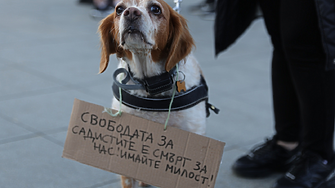 318 души са съдени за насилие над животни през последните 5 г.