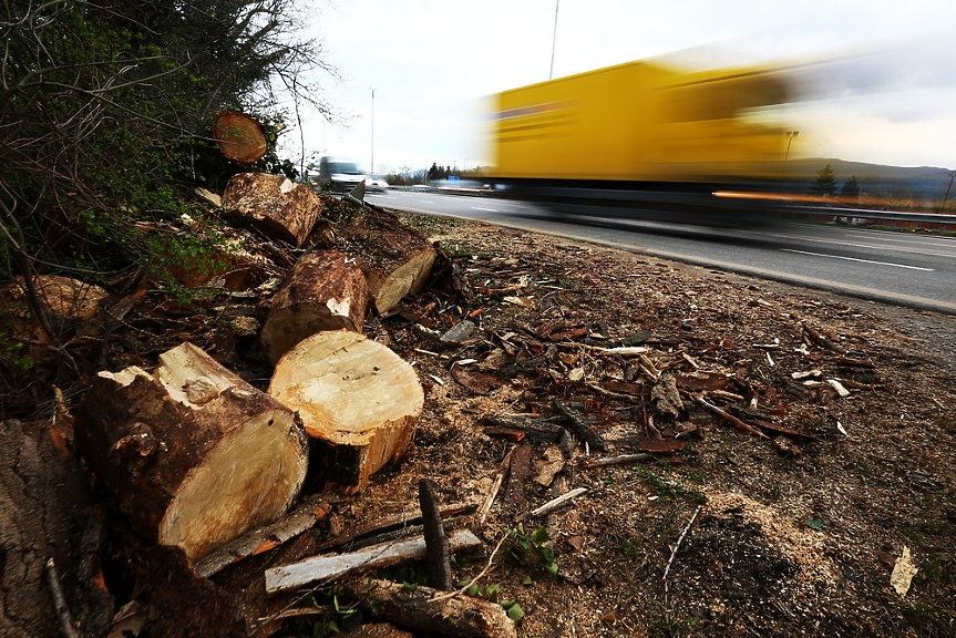 Още едно дърво на 