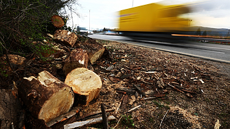 Още едно дърво на 