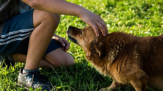 ПП-ДБ предлага по-тежка наказателна отговорност за престъпления срещу животни