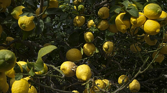 Турция спира износа на лимони