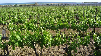 ЕК като Хан Крум – ще се изкореняват лозя