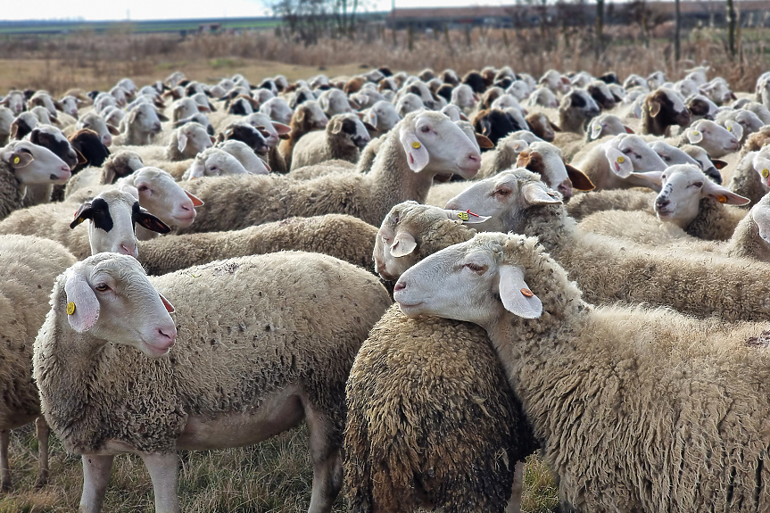 Tри огнища на шарка по овце в Гърция са открити в близост до България