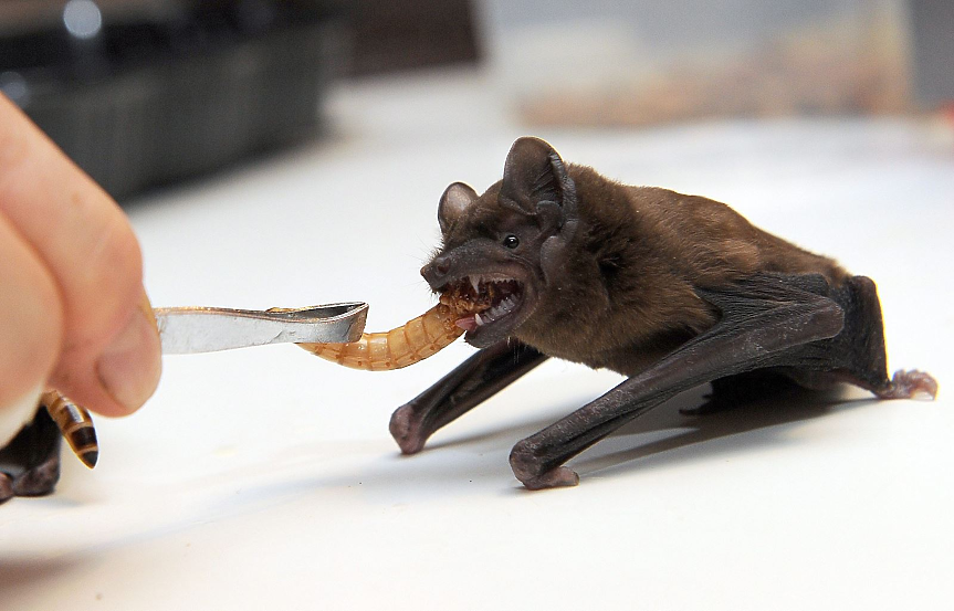 Клетките от прилепи могат да се борят със смъртоносни човешки болести