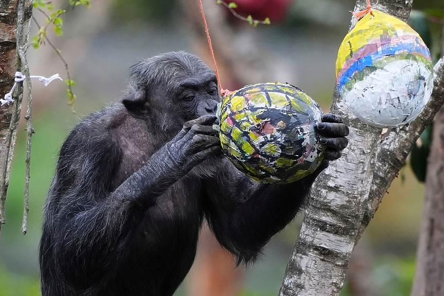Учени заснеха шимпанзета, които си разменят ферментирали плодове