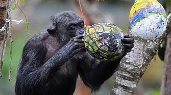 Учени заснеха шимпанзета, които си разменят ферментирали плодове