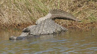 Петима оцеляха 36 часа в блато, пълно с алигатори