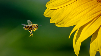 Времето: дъждовно, но и топло