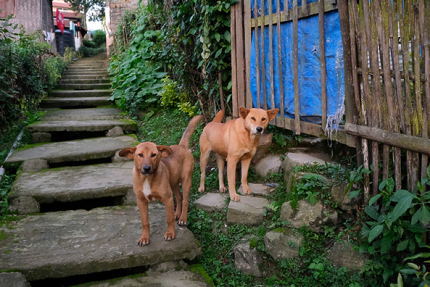 Протест пред ВМА заради лекаря, безскрупулно прегазил куче