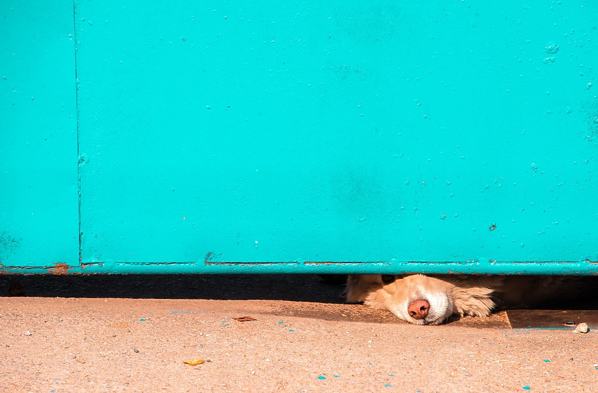 Сгазено куче донесе прокурорско обвинение за млад лекар от Северна Македония