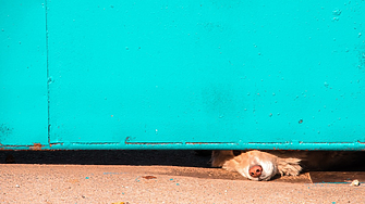 Сгазено куче донесе прокурорско обвинение за млад лекар от Северна Македония