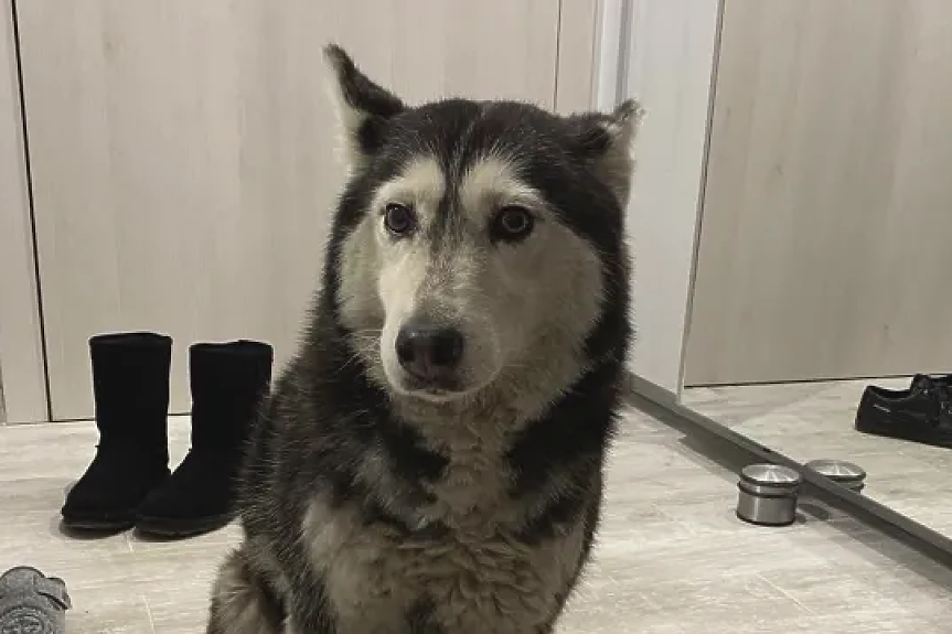 Македонският лекар с прокурорско обвинение - умишлено прегазил куче в 