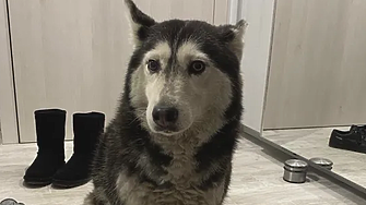 Македонският лекар с прокурорско обвинение - умишлено прегазил куче в 