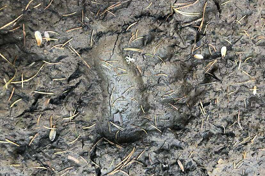 Биолог: Гладът приближава мечките до хората