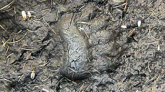 Биолог: Гладът приближава мечките до хората