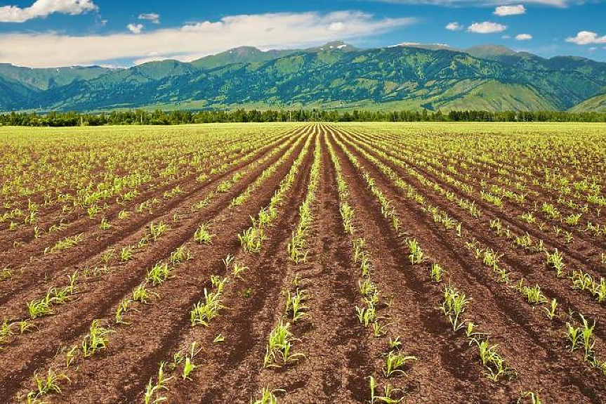 Европрокуратурата разкри измами със земеделски субсидии у нас