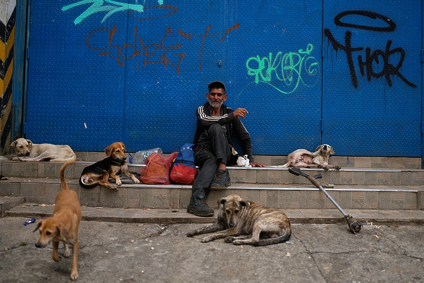 Истанбул срещу бездомните кучета: забрани храненето им