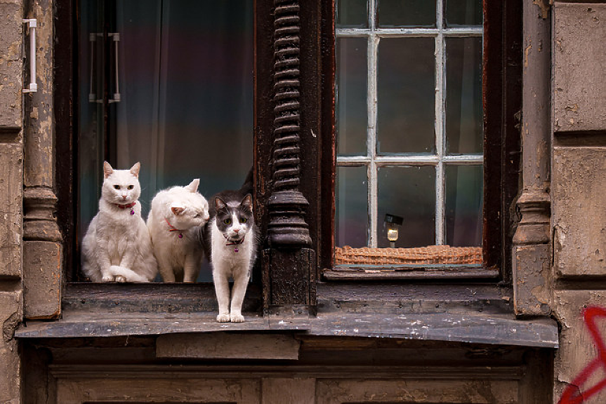 В ЕС ще чипират кучетата и котките