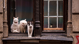 В ЕС ще чипират кучетата и котките