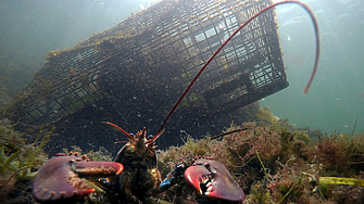 ЕС тръгва към махане на митата за индустриални стоки и омари от САЩ
